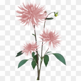 Jacey-light Pink Dahila Plant Texture - Flowers Texture Png Clipart