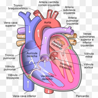 Diagram Of The Human Heart Pt - Human Heart Clipart