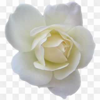 White Flower Png - White Rose Clipart Transparent Png