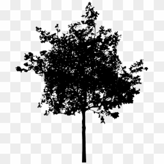 1703 X 2400 4 - Tree Silhouette Transparent Background Clipart