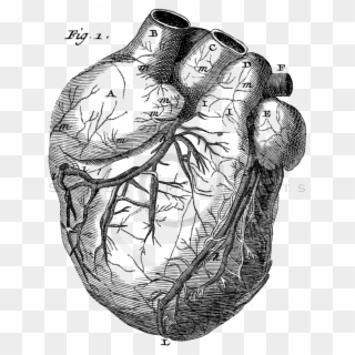 736 X 960 12 - Old Anatomy Drawing Heart Clipart