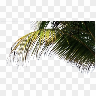Palms Png - Palm On Beach Png Clipart