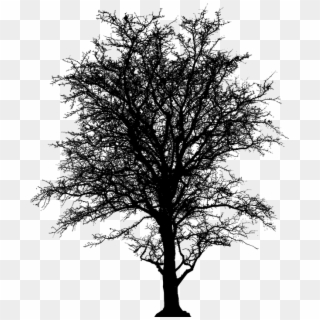 Leafless, Tree, Barren, Plant, Silhouette, Ecology - Leafless Trees Transparent Background Clipart