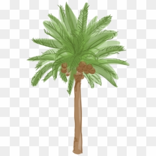 Canary Island Date Palm - Date Palm Clipart