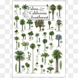 Palm Trees Posters - Palms Of The American Southeast Clipart