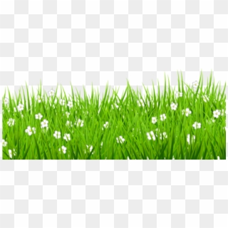 Download Transparent Grass With White Flowers Png Images - Grass On White Background Clipart