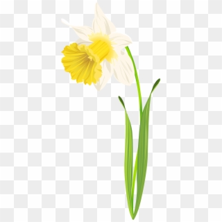 Daffodil Png Clip Art Image - English Marigold Transparent Png