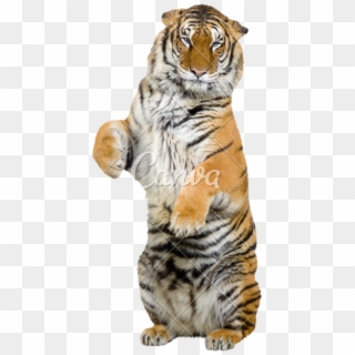 Svg Royalty Free Download Transparent Tiger Standing - Tiger Standing Up On Hind Legs Clipart