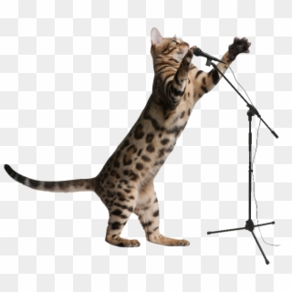 Tour Mic Cat - Cat Jumping Clear Background Clipart