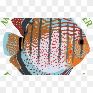 News Room - Coral Reef Fish Clipart