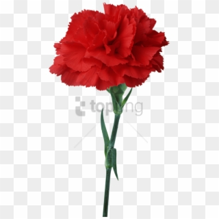 Free Png Carnation Flower Red Floristry- Carnation - Red Carnation Clipart
