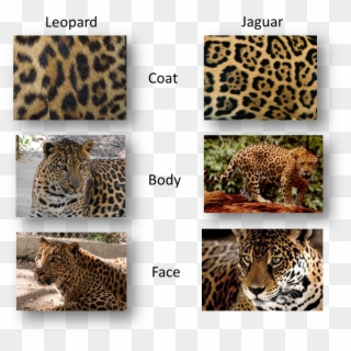 The Actual Easiest Way To Tell Is That A Leopard Has - Difference Between Leopard Cheetah Jaguar Panther Clipart