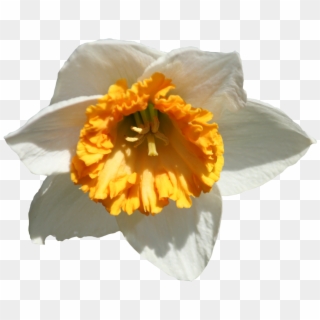 Daffodil Png Image - Narcissus Clipart