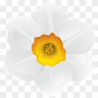 White Daffodil Flower Clipart Image - Png Download
