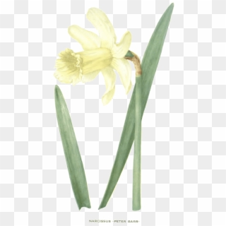 Image Of Daffodil Named Peter Barr - Dactylorhiza Insularis Clipart