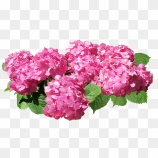 Hydrangea Flowers Pink - Pink Hydrangea Flower Png Clipart