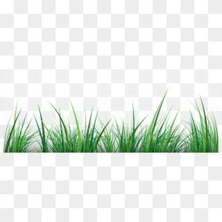 Grass Vector Png - Grass Vector Image Png Clipart