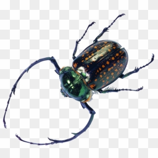 Beetle Bug Transparent File - Imagen De Insectos Y Reptiles Clipart