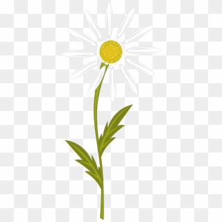 Chamomile Clipart - Png Download