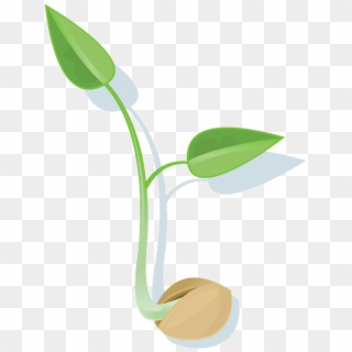 Download Seed Png File - Seed Png Clipart