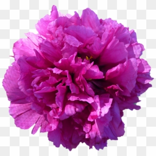 Flower Blossom Bloom Peony Red Png Image - Red Purple Flowers Png Clipart