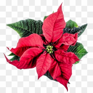 Poinsettia Winter Decor Advent Png Image - Christmas Flower Decor Png Clipart