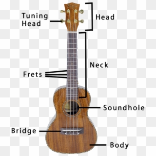 Different Parts Of A Ukulele - Acoustic Guitar Clipart