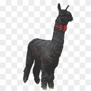 0 Replies 0 Retweets 0 Likes - Llama Clipart