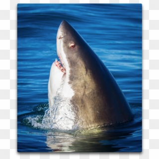 Away He Said “seeing That White Shark Stick Its Head - Shark Sticking Head Out Of Water Clipart