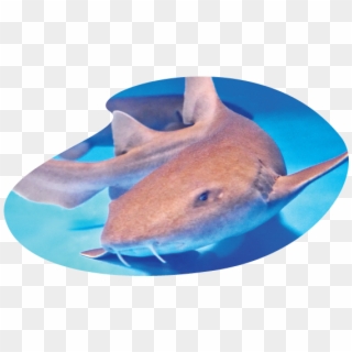 Shark-inv - Rat Clipart