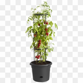 Home > Collection > Green Basics Tomato Pot - Elho Tomatentopf Clipart