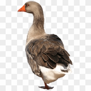 Goose Png Background - Goose Png Clipart