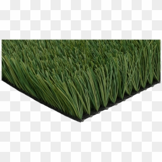 Ccgrass Artificial Grass Product Monofilament Grass - Chrysopogon Zizanioides Clipart