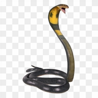 King Cobra Snake Clipart