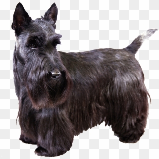 Images Of Scottish Terrier - Terrier Écossais Clipart