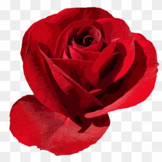 Rosa Roja Png - Png De Rosa Clipart