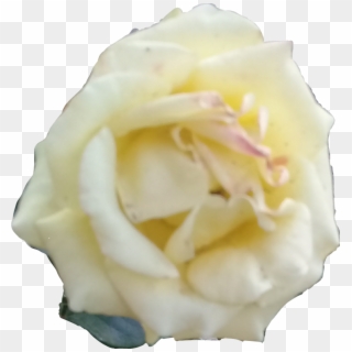 Rosa Blanca Png Transparent Background - Floribunda Clipart