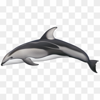 Drawn Dolphins Pacific White Sided Dolphin - Pacific White Sided Dolphin Drawing Clipart