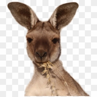 Kangaroo Png Image - Domestic Rabbit Clipart