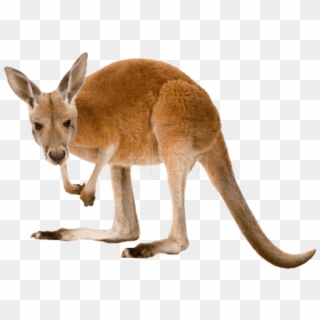 Kangaroo Cartoon Free Png Image Canguro Dibujo A Color Clipart Kangaroo Cartoon Free Png Image Canguro Dibujo A Color Clipart