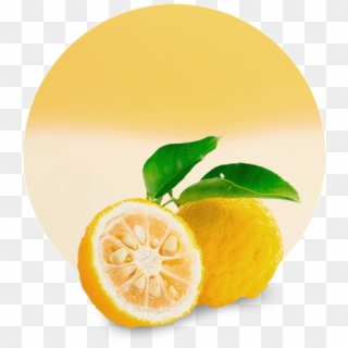 Experienced Supplier And Manufacturer - Lemon Fruit Clipart