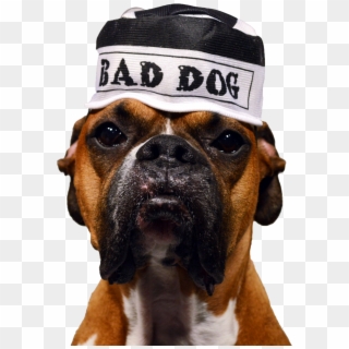 Bad Dog Png - Boxer Clipart
