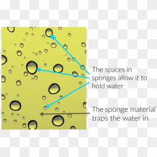 Spaces In Sponges Allow It To Hold And Trap Water - Drop Clipart