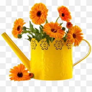 万寿菊图片- English Marigold , Png Download - Calendula Flower In A Vase Clipart