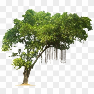 Free Png Tree Png Image With Transparent Background - Jungle Trees Png Clipart