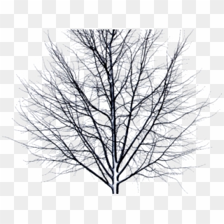 Drawn Dead Tree Transparent Background - Dead Tree Transparent Png Clipart