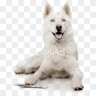 White Transparent Husky - Miniature Siberian Husky Clipart