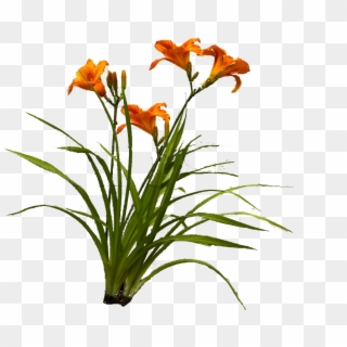 Orange Lily , Png Download - Orange Lily Clipart