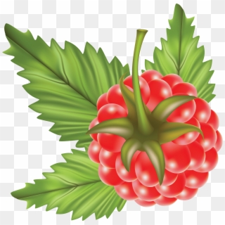 Download - Raspberry Vector Png Clipart