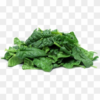 Download Spinach Png Clipart - Spinach Png Transparent Png